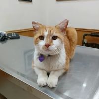 Dr Laurie J Hickox Mansfield Veterinary Hospital ico