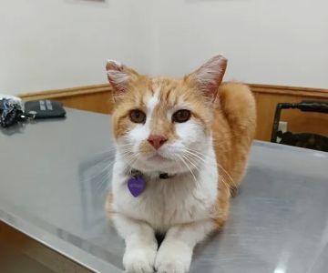 Dr Laurie J Hickox Mansfield Veterinary Hospital