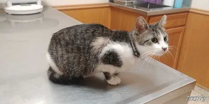 Dr Laurie J Hickox Mansfield Veterinary Hospital 12