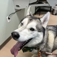 Appleseed Valley Veterinary Hospital ico