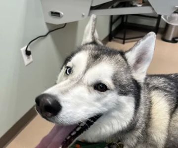 Appleseed Valley Veterinary Hospital
