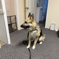 Whetstone Veterinary Hospital ico