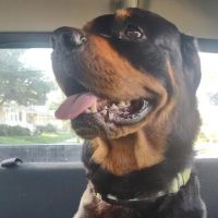 Willard Veterinary Clinic ico