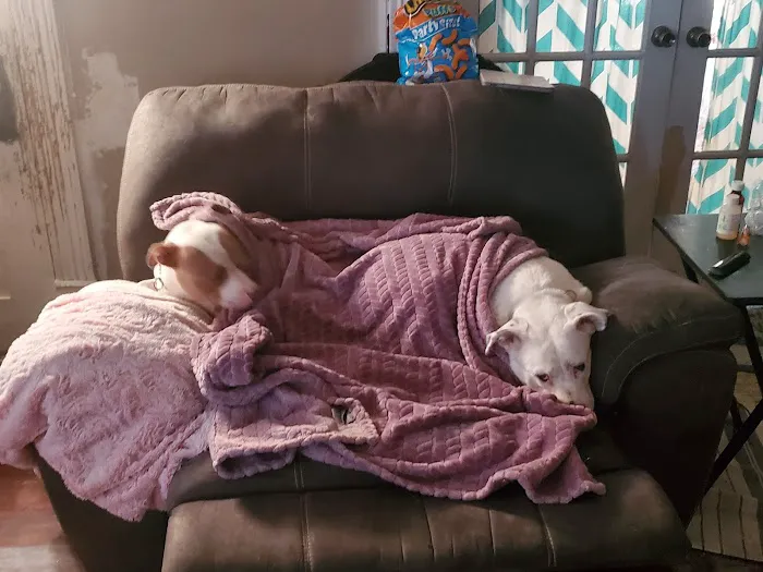 Affordable Pet Care 9
