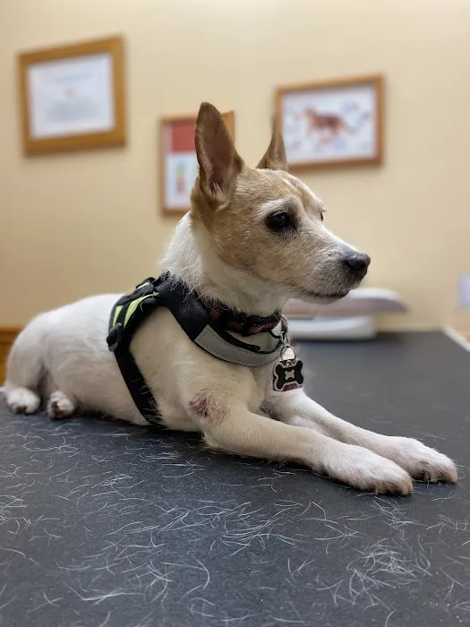 Affordable Pet Care 5