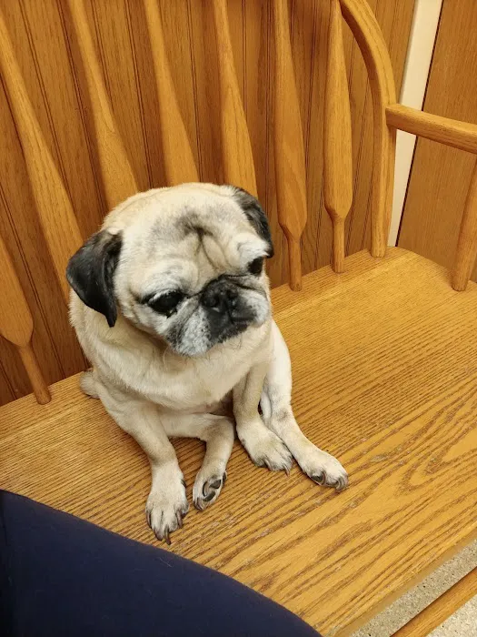 Affordable Pet Care 1