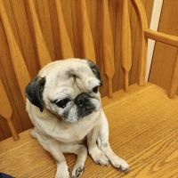 Affordable Pet Care ico