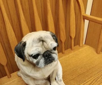 Affordable Pet Care