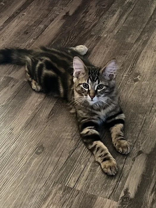 Affordable Pet Care 8