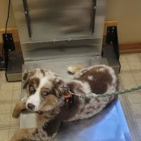 Cedarside Animal Hospital ico