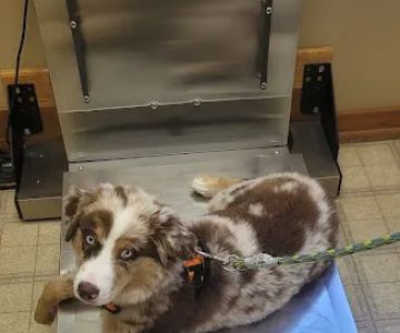 Cedarside Animal Hospital