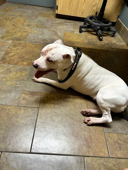 Amherst Animal Hospital 1