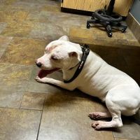 Amherst Animal Hospital ico