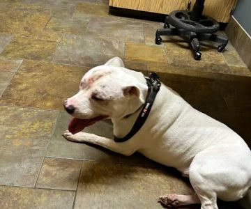 Amherst Animal Hospital