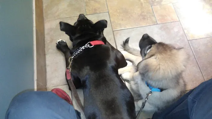 Amherst Animal Hospital 10