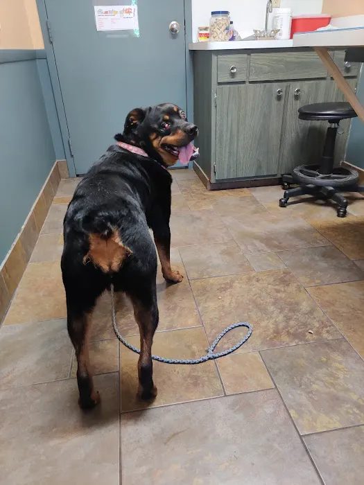 Amherst Animal Hospital 6
