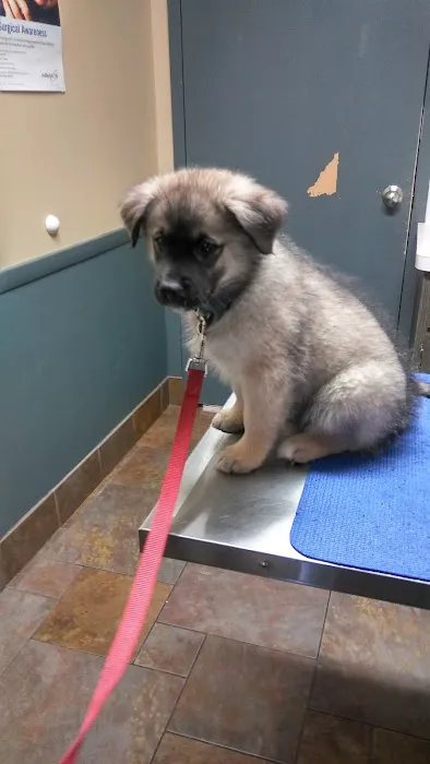 Amherst Animal Hospital 9