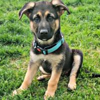 Lorain Animal Clinic, Inc. ico