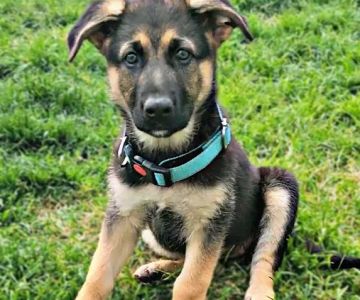 Lorain Animal Clinic, Inc.