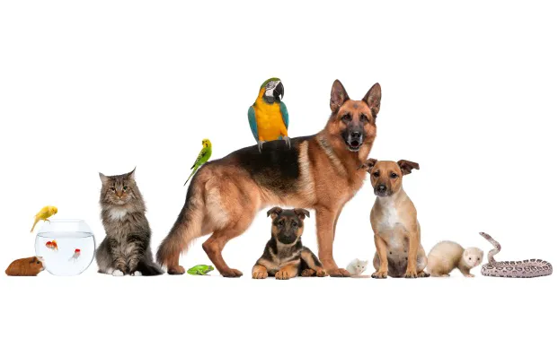 Lorain Animal Clinic, Inc. 3