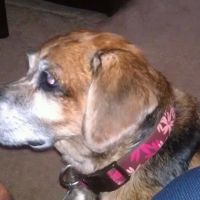 Pet Med Clinic ico
