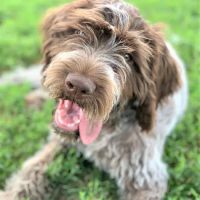 Murray Ridge Animal Clinic ico