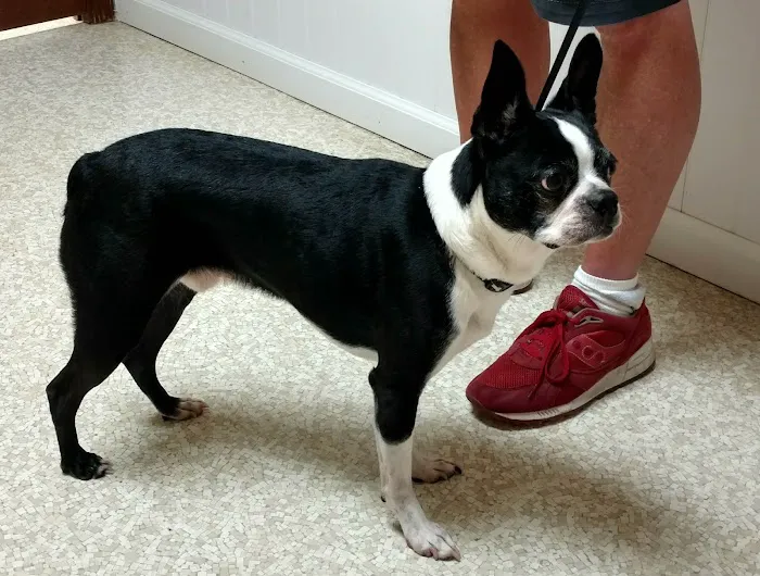 Murray Ridge Animal Clinic 6