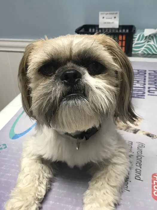 Murray Ridge Animal Clinic 3