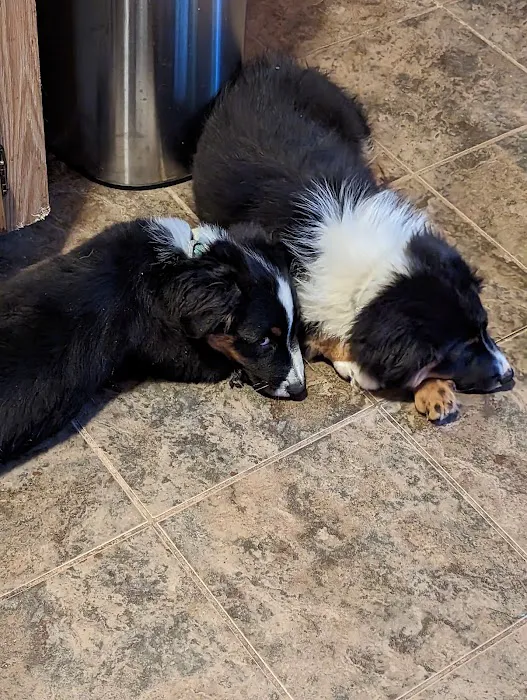 Lake Pet Hospital 6