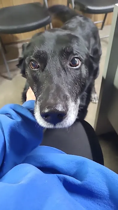 Lake Pet Hospital 9