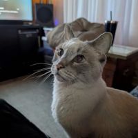 Lake Pet Hospital ico