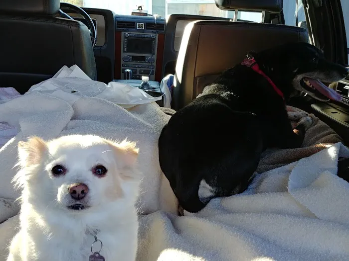 Bryant's Veterinary Services 1