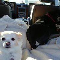 Bryant's Veterinary Services ico