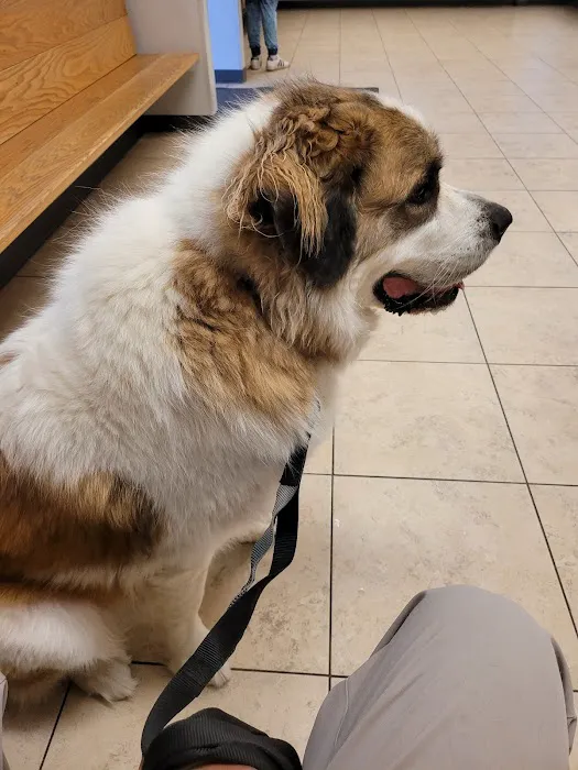 Formea Animal Hospital 1