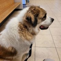 Formea Animal Hospital ico