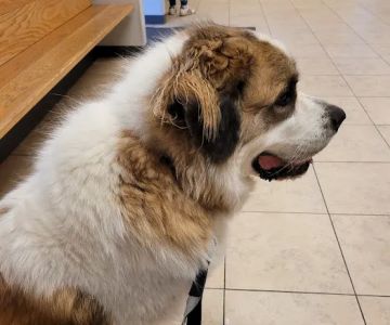 Formea Animal Hospital