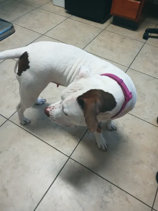 Formea Animal Hospital 2