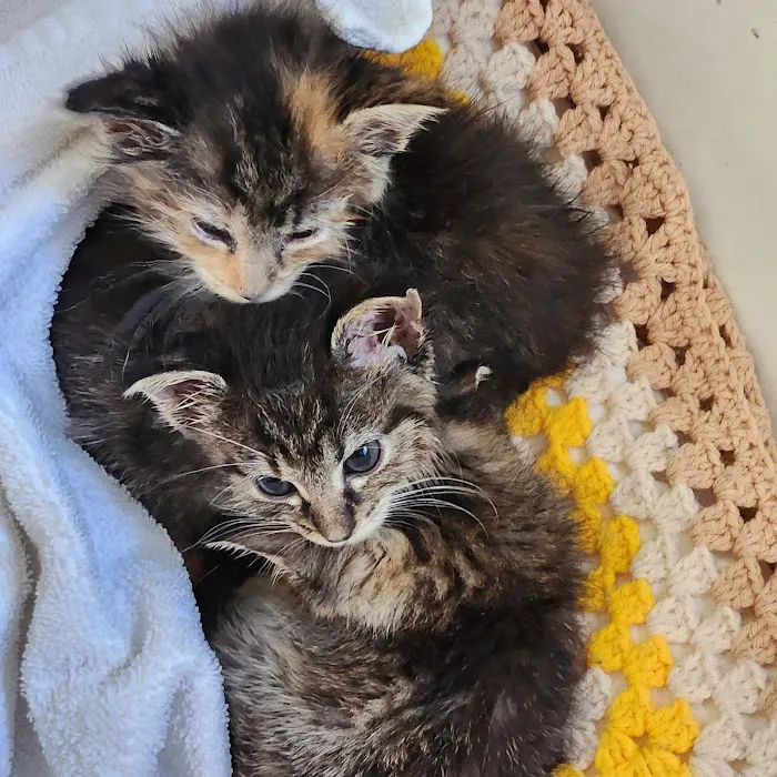 Great Rivers Animal Hospital 6
