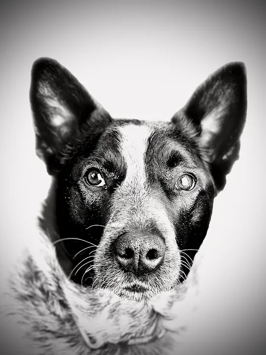 Great Rivers Animal Hospital 9