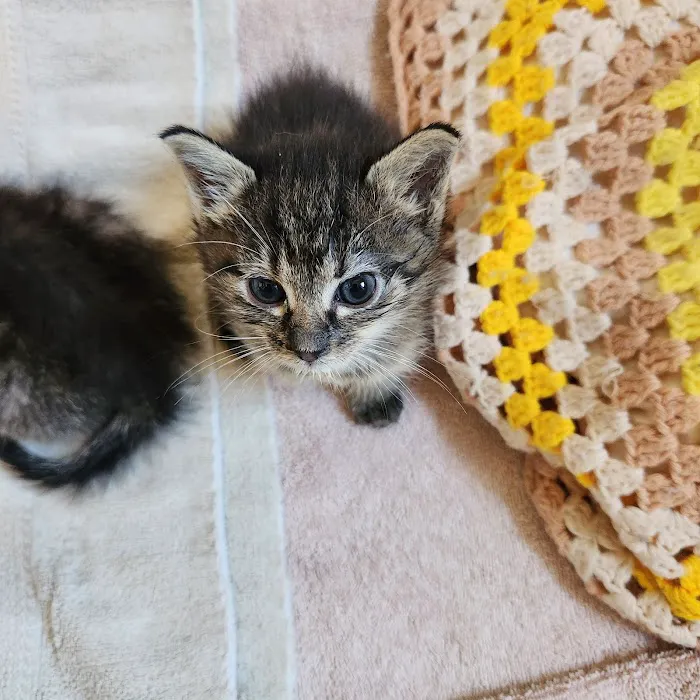 Great Rivers Animal Hospital 3