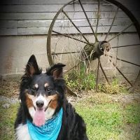 Eagleridge Veterinary Clinic ico