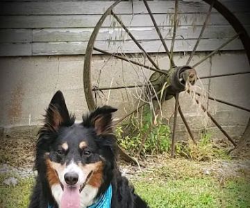 Eagleridge Veterinary Clinic