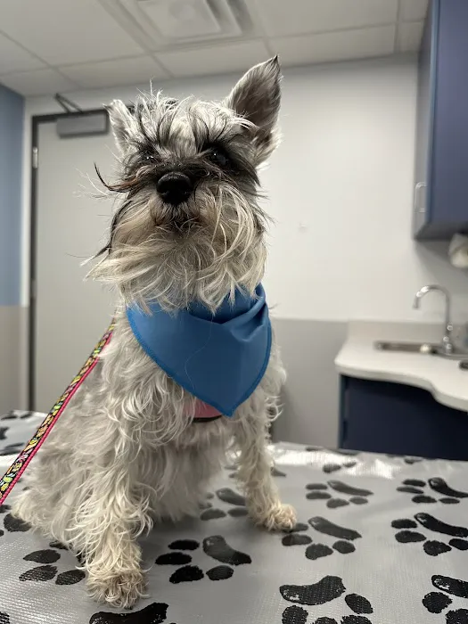Centre Animal Hospital 12