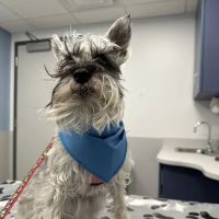 Centre Animal Hospital ico