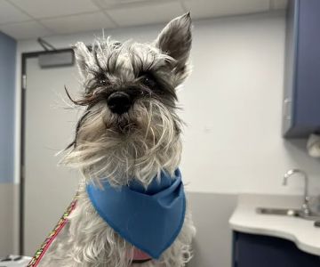 Centre Animal Hospital