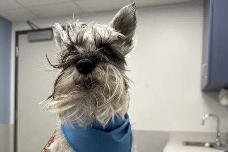Centre Animal Hospital
