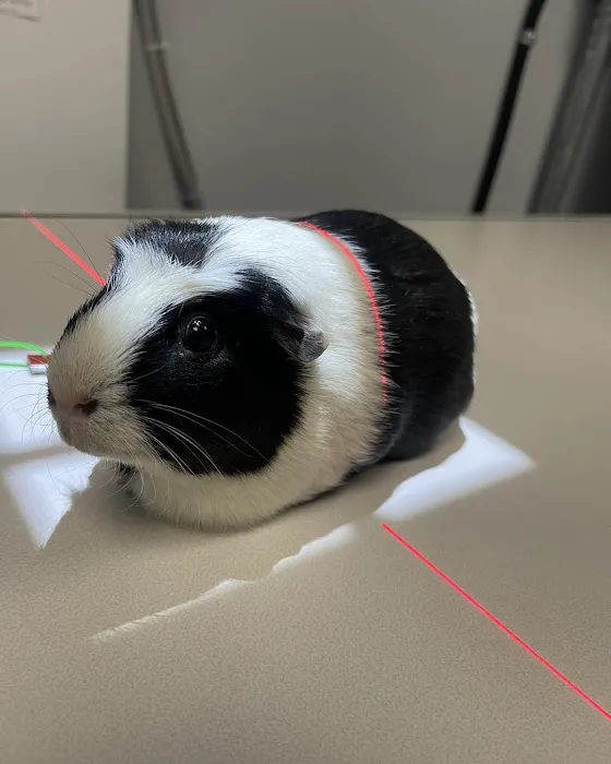 Centre Animal Hospital 12