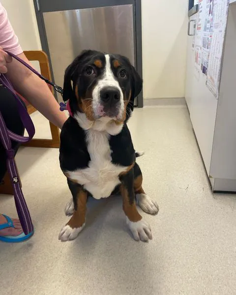 State College Veterinary Hospital 12