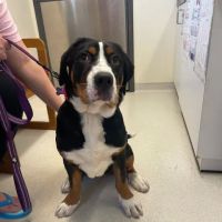 State College Veterinary Hospital ico