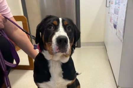 State College Veterinary Hospital